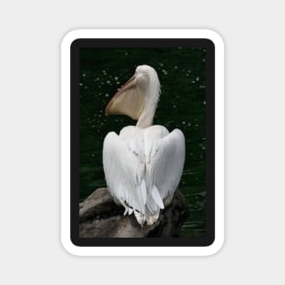 Great White Pelican Magnet