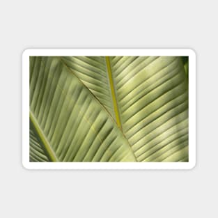 Banana Palm Fronds! Magnet