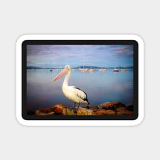 Pelican portrait Magnet