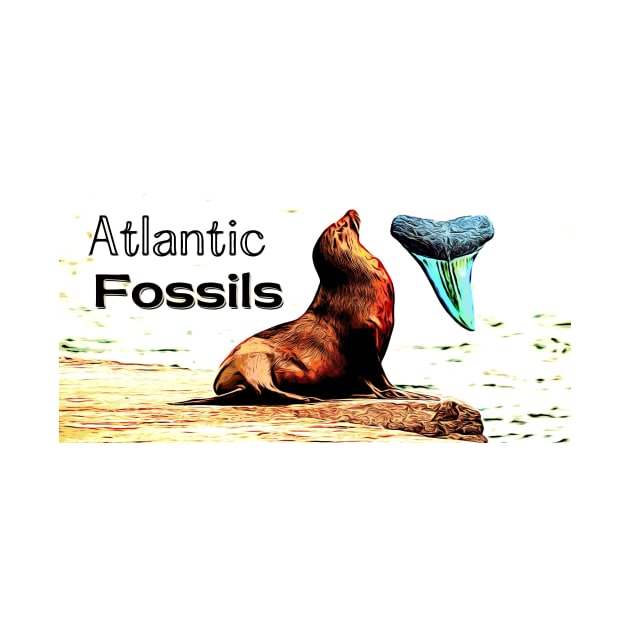 Sea Lion and Atlantic Fossils Shark Tooth by AtlanticFossils