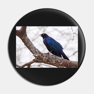 Ruppel's Long Tailed Starling Pin