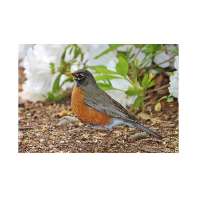 Robin Among The Flowers by Cynthia48