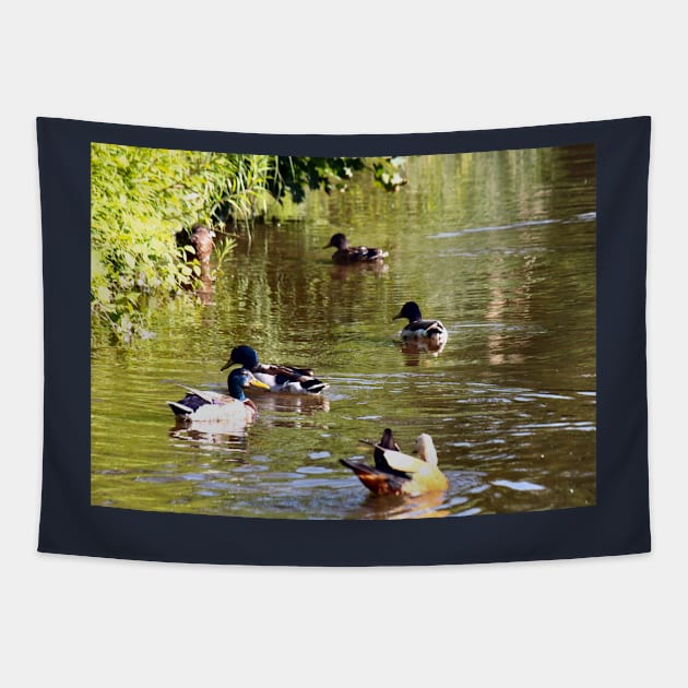 Ducks - water birds Tapestry by PlanetMonkey