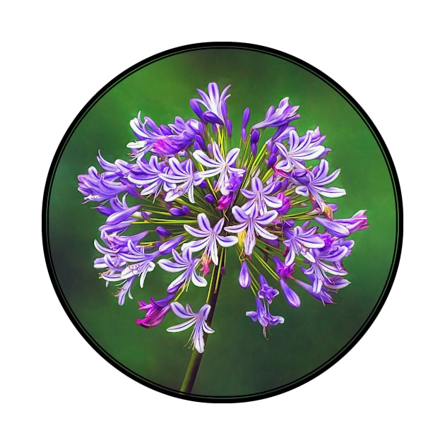 Flowering Agapanthus on Lush Green Background by scotch