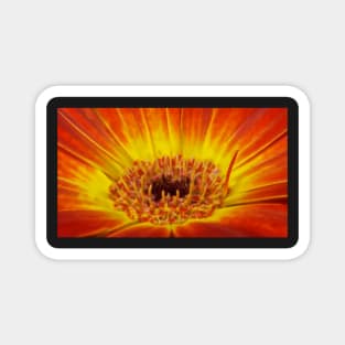 glowing bright coloured  gazania floral fantasy Magnet