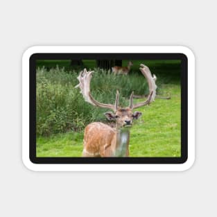 Fallow Deer with Antlers Magnet