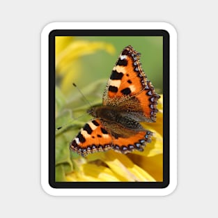 Small Tortoiseshell Magnet