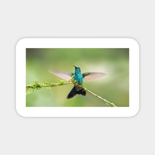 Green Violetear Hummingbird Magnet