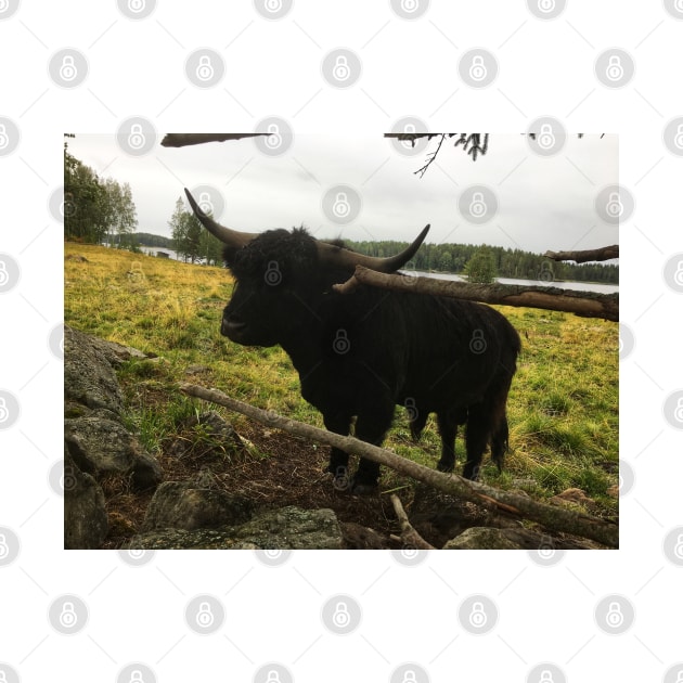 Scottish Highland Cattle Dark Black Bull 2089 by SaarelaHighland