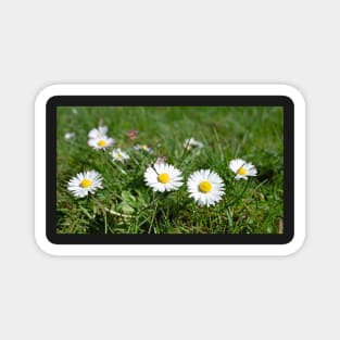 Oxeye Daisy Flower with grass background Magnet