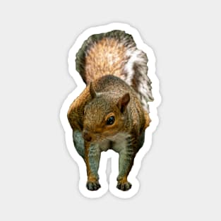 Grey Squirrel Magnet