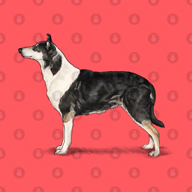 The Tri Colour Smooth Collie by Elspeth Rose Design