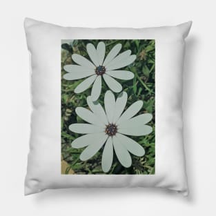 Blossoming White Osteospermum Flowers Neo Pillow