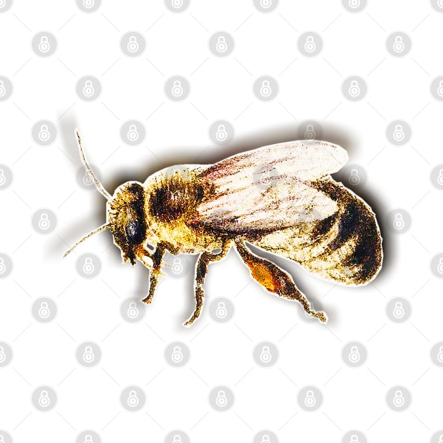 Bee Vintage colorful drawing bee by Marccelus