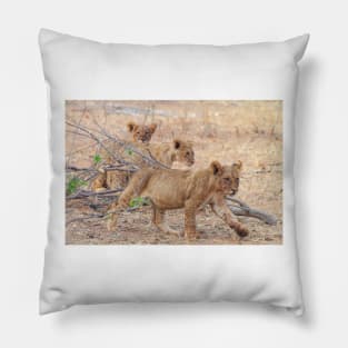 Three Wild African Lion Cubs Pillow