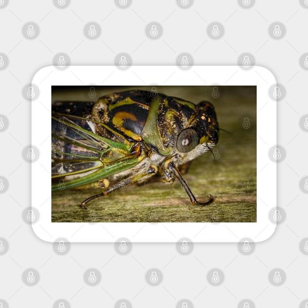 Canadian Cicada 1 Magnet by Robert Alsop