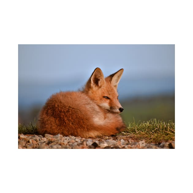 Alert Red Fox Kit by A Thousand Words Photography