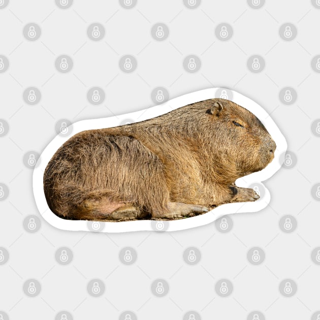 Lazy Capybara Magnet by dalyndigaital2@gmail.com