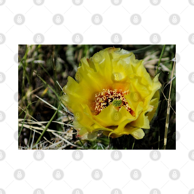 63017 prickly pear by pcfyi