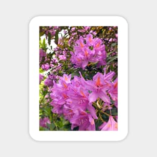 Pink Rhododendron Blossom Magnet