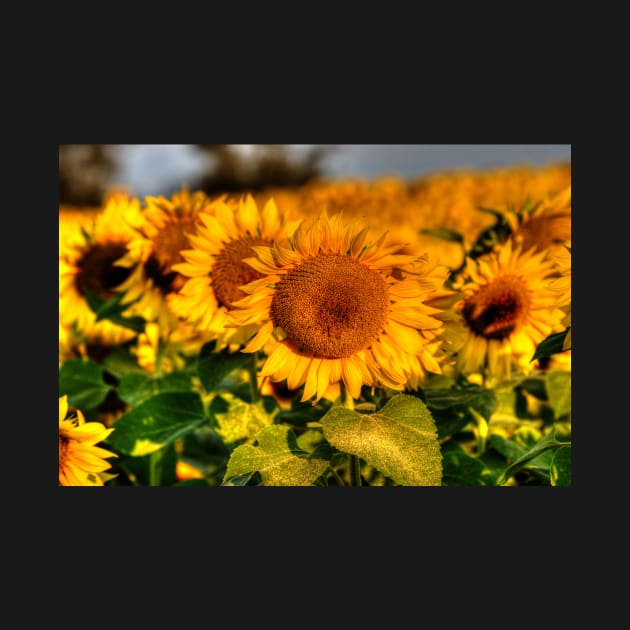 Colby Farms Sunflower Field Newbury MA Lineup by WayneOxfordPh