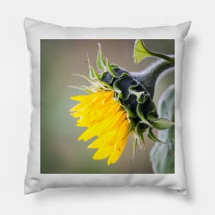 Sunflower Pillow