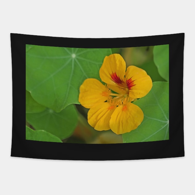 Nasturtium Tapestry by EileenMcVey