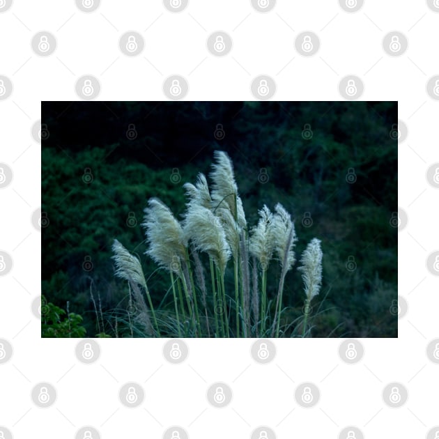 alb pampas grass by pcfyi