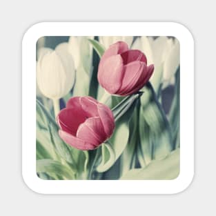 Twin Tulips in Pastel Pink Magnet