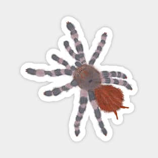 Hairy Tarantula Spider Magnet