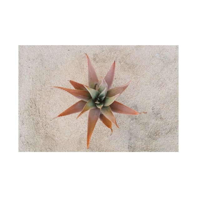 Mexico Succulent by TaivalkonAriel