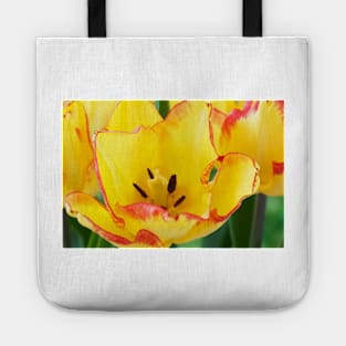 Tulipa  &#39;Cape Town&#39;  AGM  Tulip  Single Early Group Tote