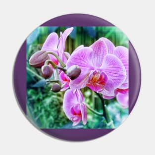 Pink Orchid flowers. Botanical art Pin