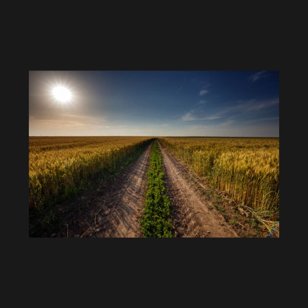 Rural road through wheat field by naturalis