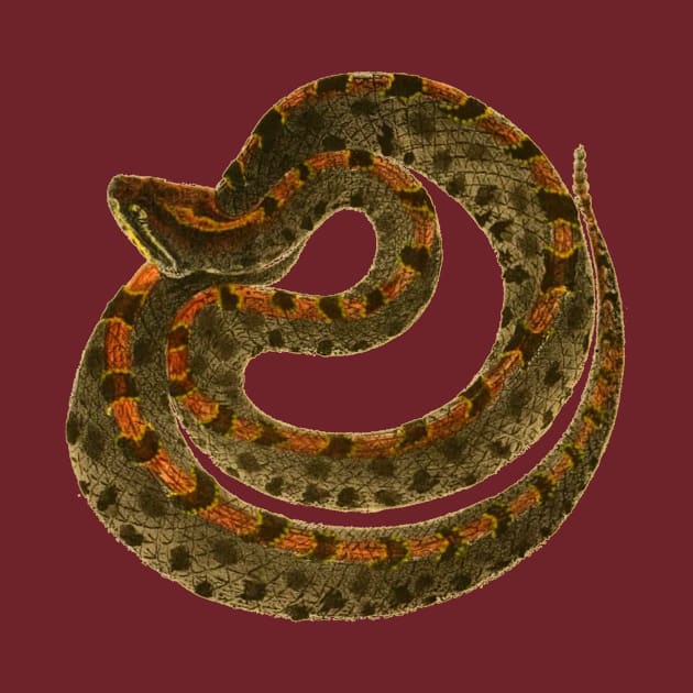 serpent,cobra,reptile,viper,venom,lizard,rattlesnake,king cobra by vabontchi