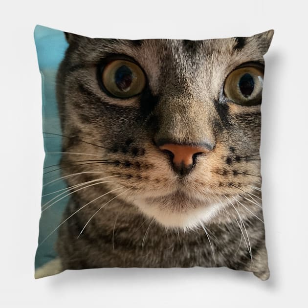 Close Up Kitty Pillow by Amanda1775