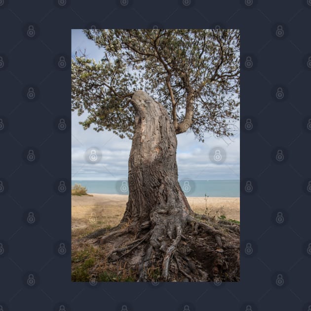 Dromana Beach, Dromana, Mornington Peninsula, Victoria, Australia by VickiWalsh