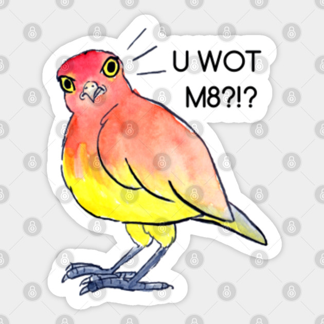 Funny Parrot Stomping Around Like Its Mad Full Hd Best Video