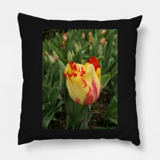 Sunrise on the petals Pillow