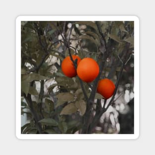 Orange tree with three oranges Magnet