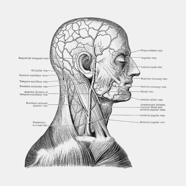 Vascular and Muscular System - Vintage Anatomy by Vintage Anatomy Prints