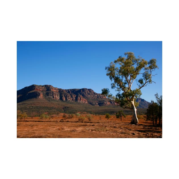 Flinders Ranges Outback by jwwallace