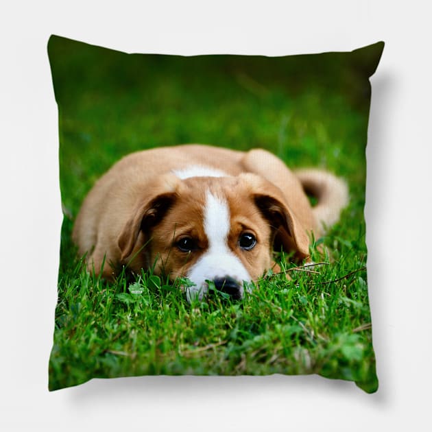 Pup Pillow by Wolf Art / Swiss Artwork Photography