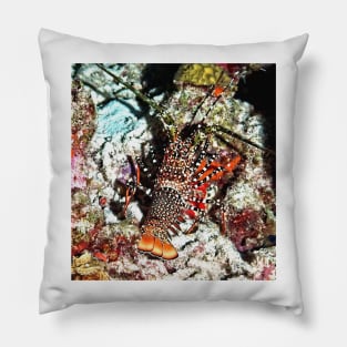 Caribbean Spotted Spiny Lobster at Night Pillow