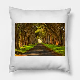 Cypress Tunnel Afternoon Glow Pillow