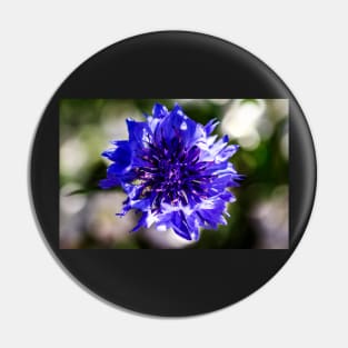Blue cornflower close-up Pin