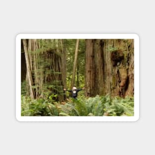 Redwoods California Nature Photography Pacific Northwest Magnet