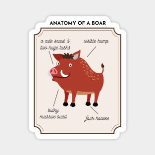 Anatomy of a Boar Magnet