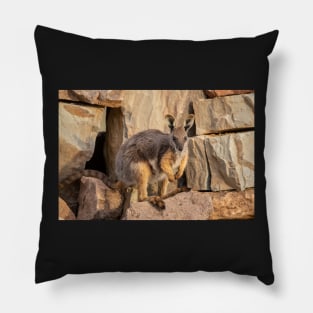 Yellow Footed Rock Wallaby, Arkaroola, South Australia. Endangered Pillow