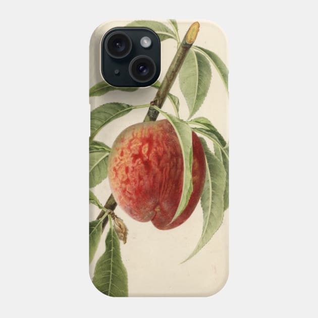 Vintage Illustration of a Peach Branch Phone Case by Bravuramedia